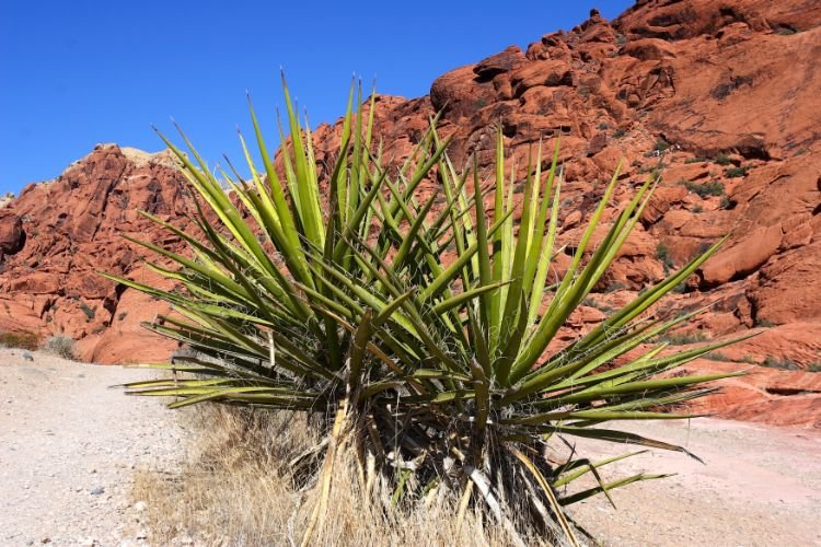 Healing Power of Desert Plants for Skin Care